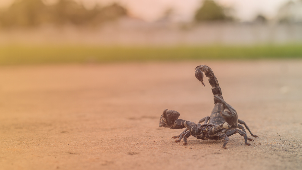 Escorpiões já matam mais que cobras no Brasil